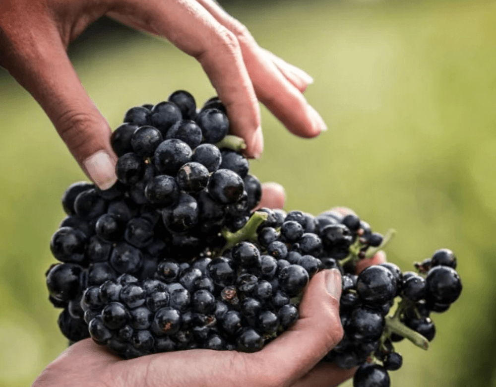 Domaine André Perret